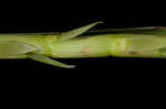 Itchgrass